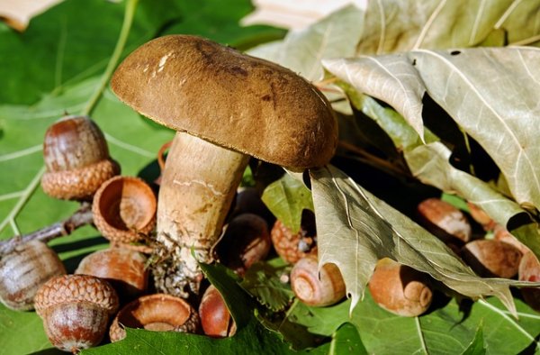 Китайские ученые нашли останки гигантских деревьев-грибов
